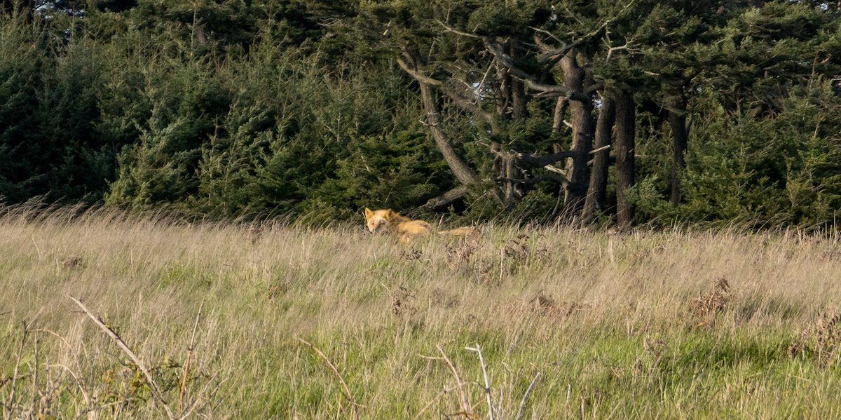 2013 April Red Fox on Mount Finlayson