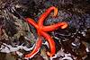 2013 April Red Starfish