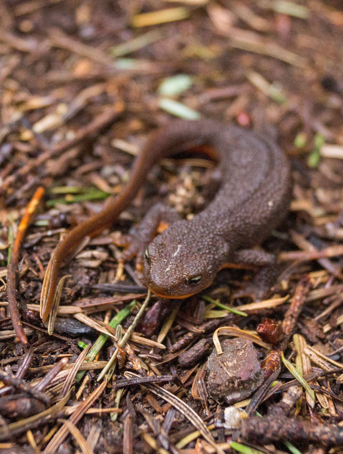 2013 April Rough-skinned Newt