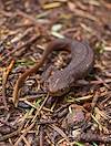 2013 April Rough-skinned Newt