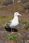 2013 April Sea Gull