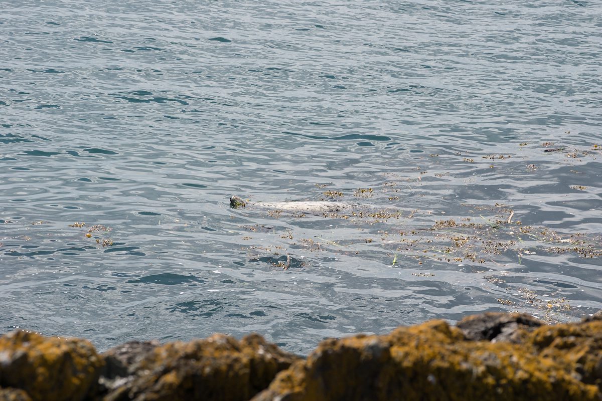 2013 April Seal at Lime Kiln State Park