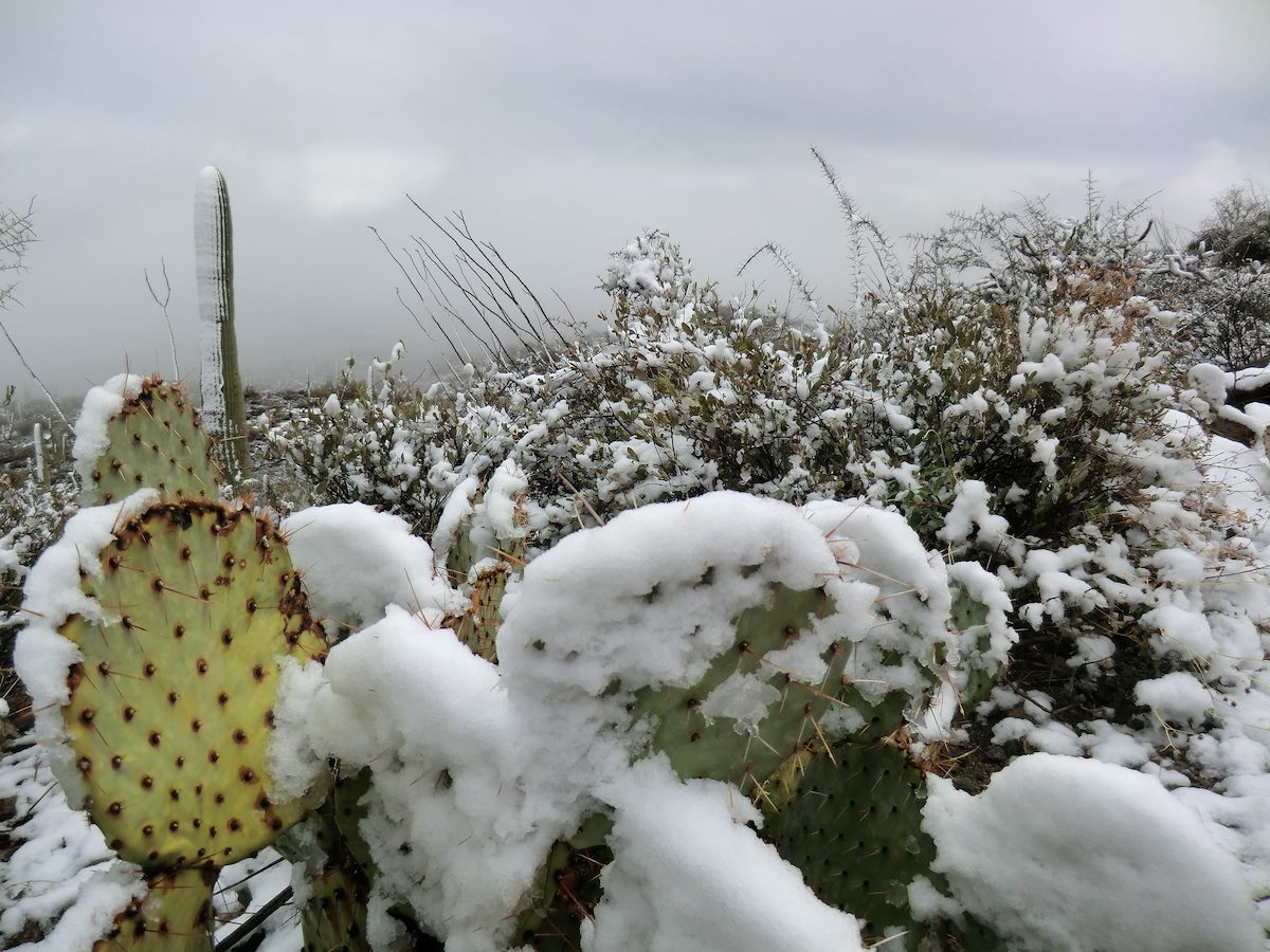 2013 February Snowy Prickly Pear