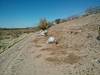 2013 February Sweetwater Wetlands After Buffelgrass Removal