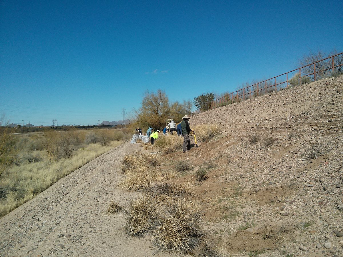 2013 February Sweetwater Wetlands Buffelgrass Removal