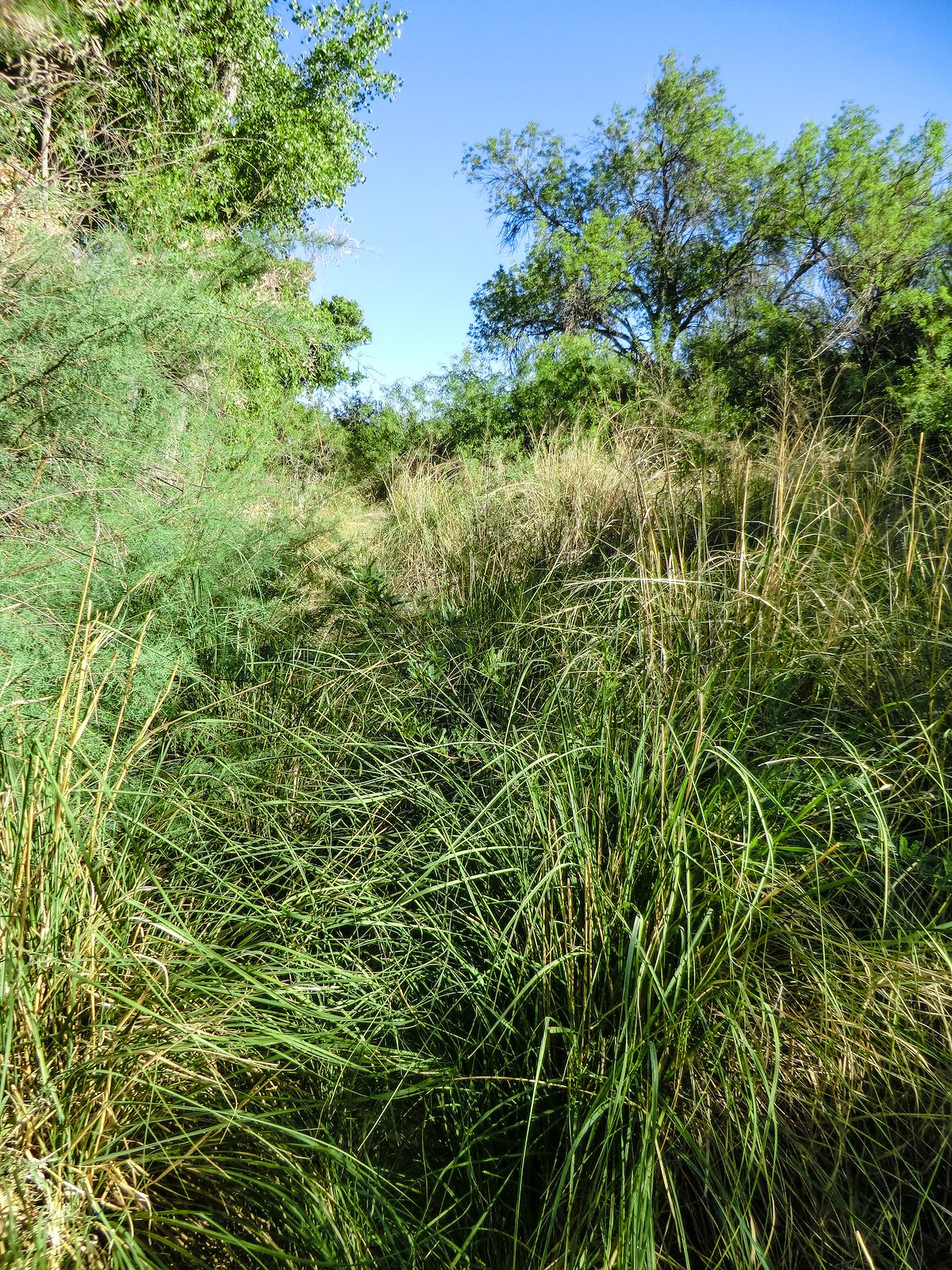 2013 June Path along the River after Willow Wash