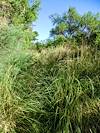 2013 June Path along the River after Willow Wash