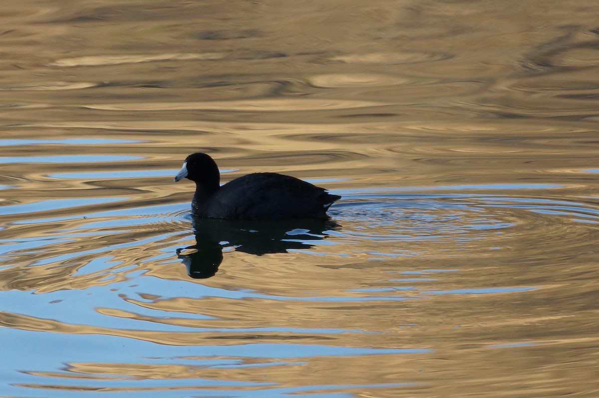 2013 March Coot on Patagonia Lake