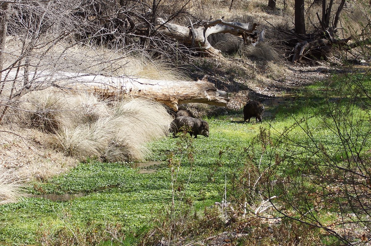 2013 March Javelinas in the Water