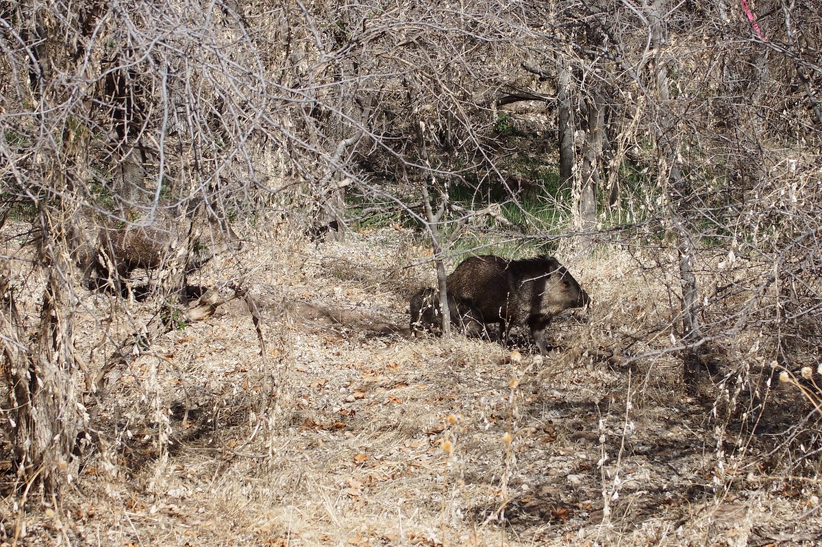 2013 March Javelinas