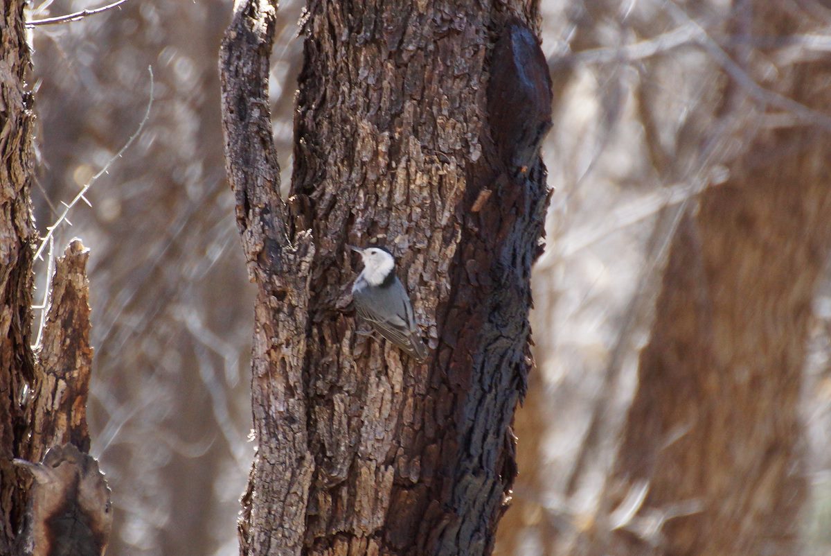 2013 March Nuthatch