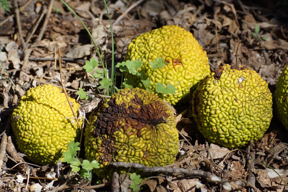 2013 March Osage Orange