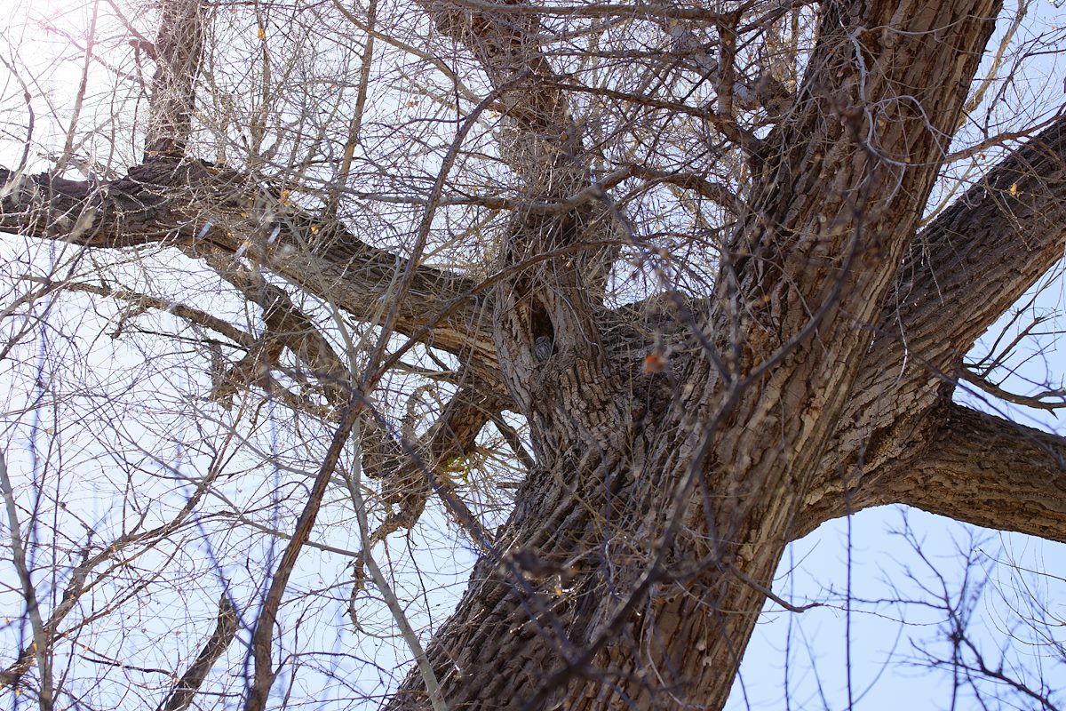 2013 March Screech-Owl