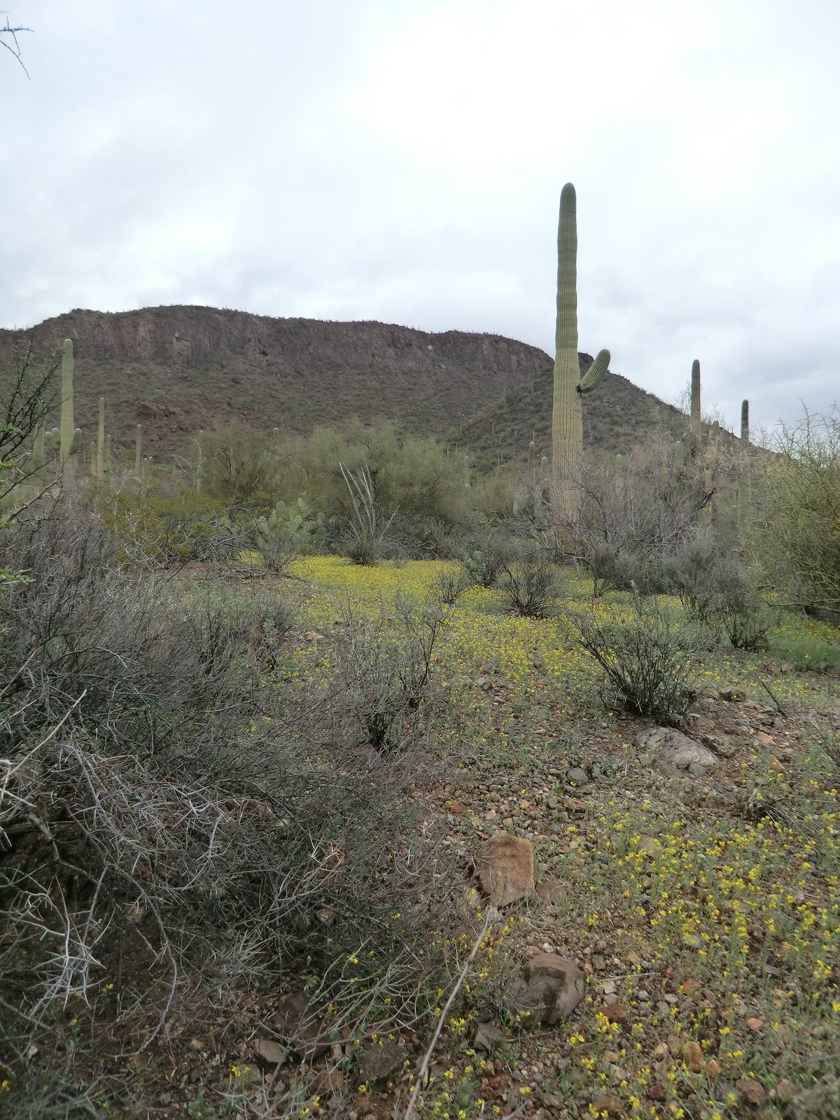 2013 March Start of Color in the Tucson Mountains