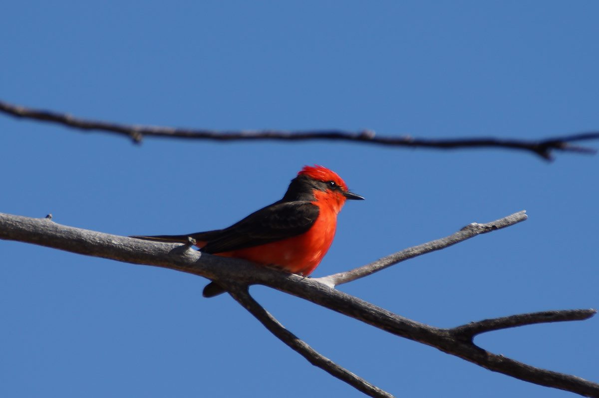 2013 March Vermilion Flycatcher 1