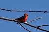 2013 March Vermilion Flycatcher 1