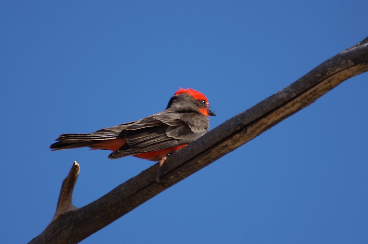 2013 March Vermilion Flycatcher 2