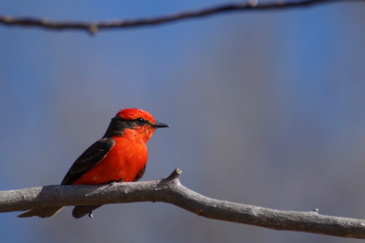 2013 March Vermilion Flycatcher 3