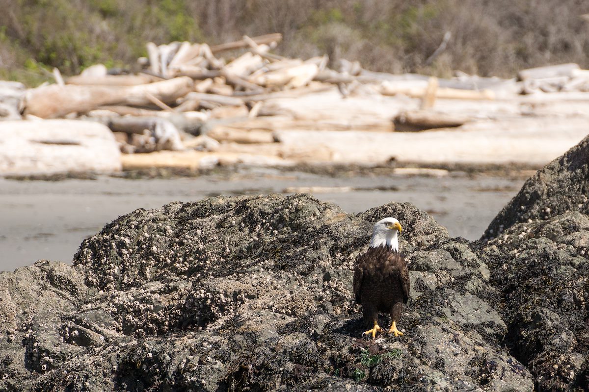 2013 May Bald Eagle at Grandmas Cove 1