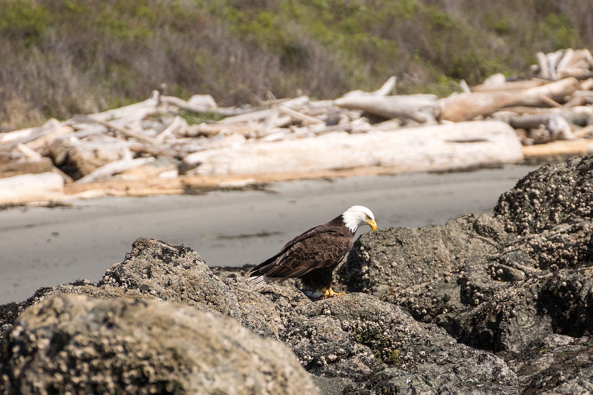 2013 May Bald Eagle at Grandmas Cove 4