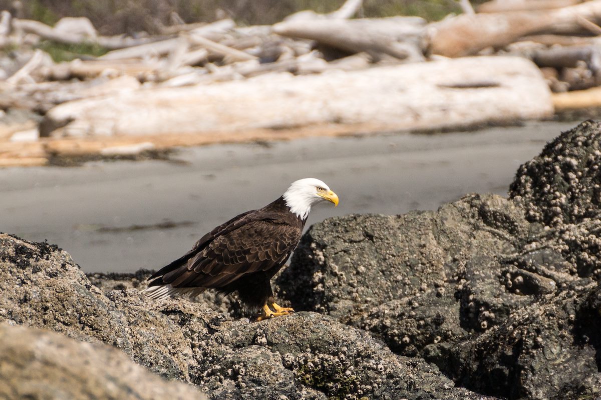 2013 May Bald Eagle at Grandmas Cove 5