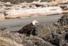 2013 May Bald Eagle at Grandmas Cove 5