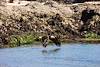 2013 May Bald Eagle at Grandmas Cove 7