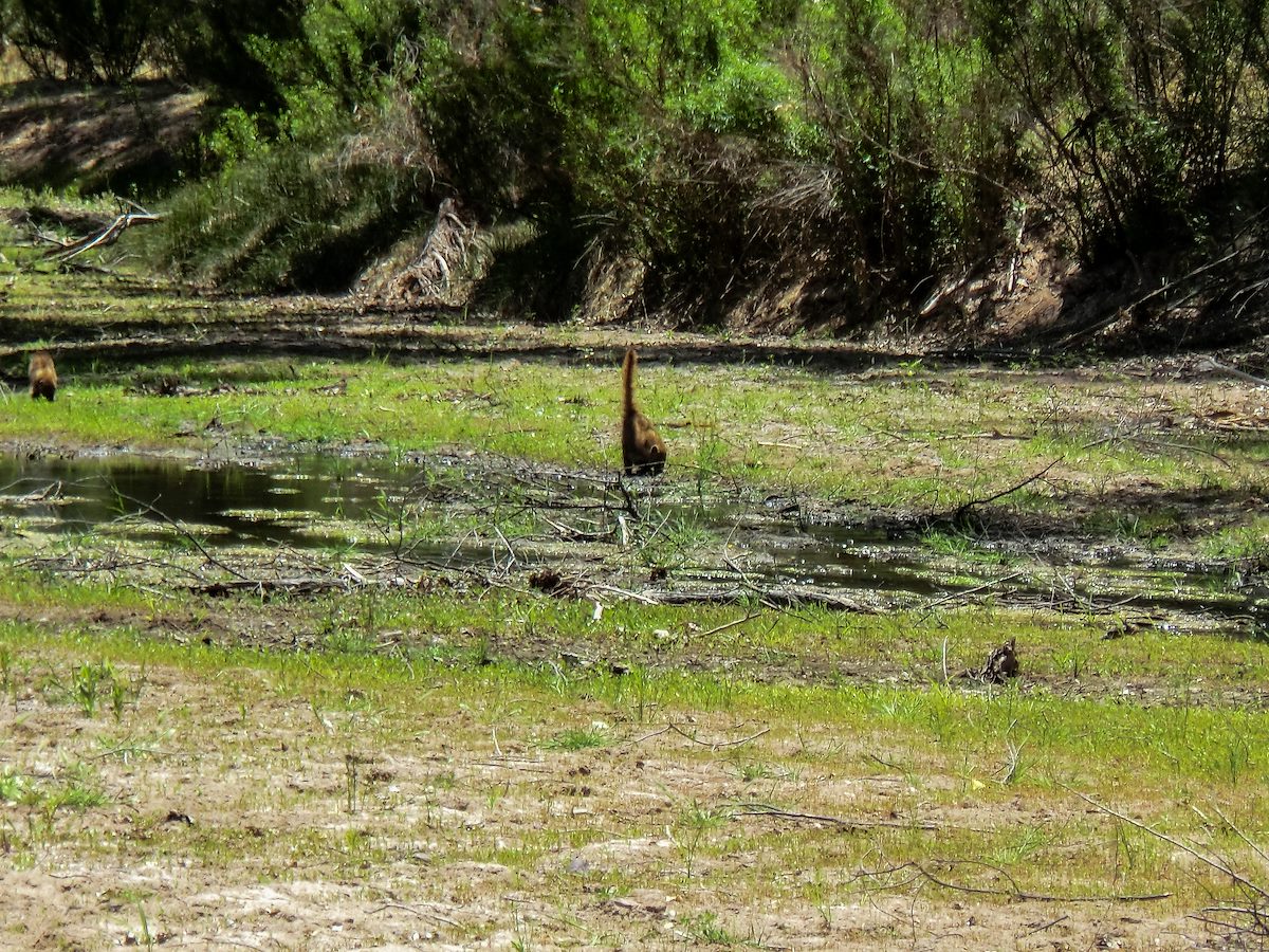 2013 May Coati in the San Pedro River