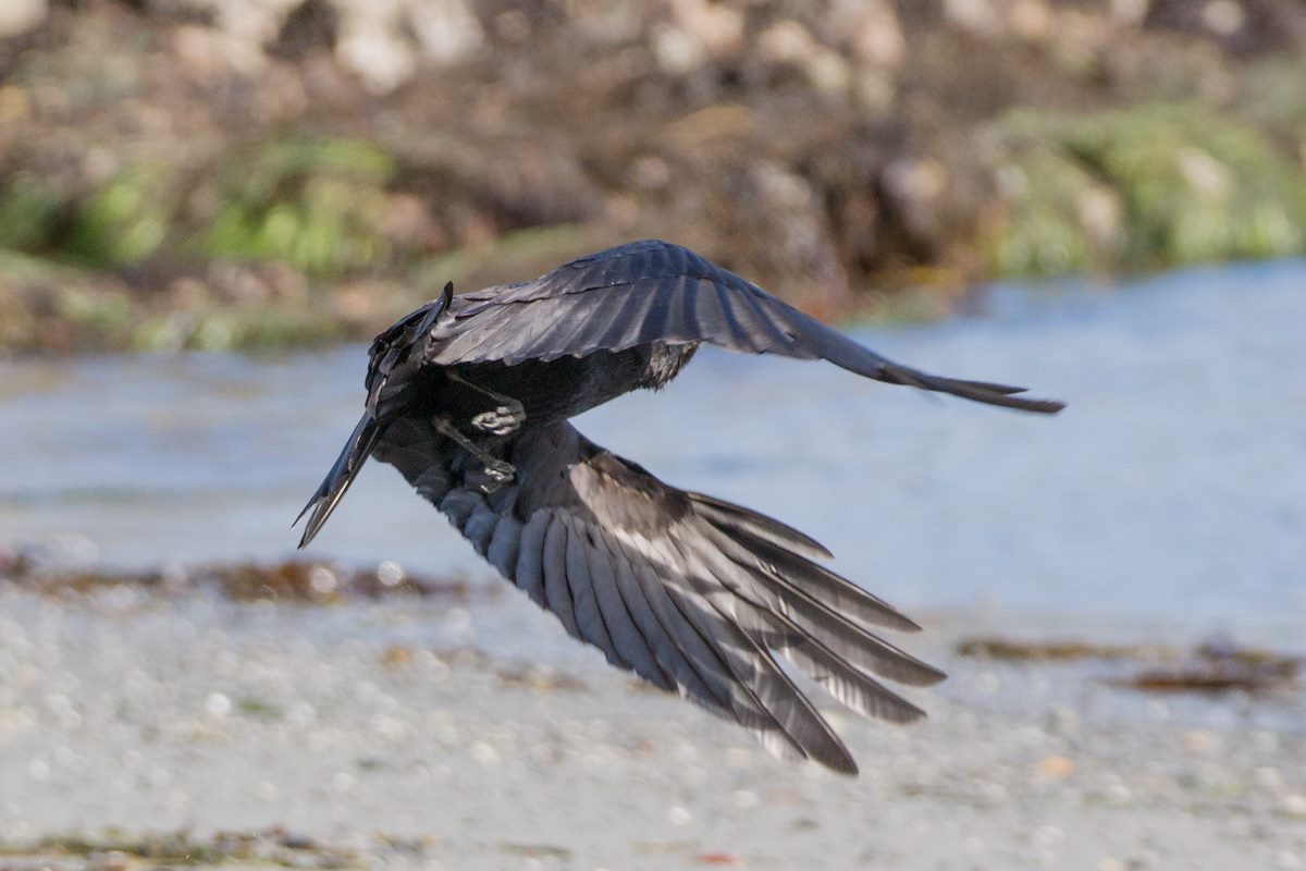 2013 May Crow flying at Grandmas Cove