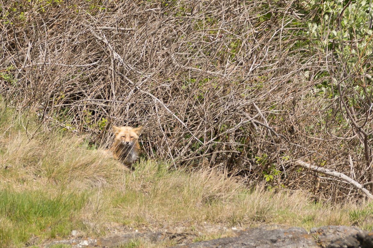 2013 May Fox at Grandmas Cove