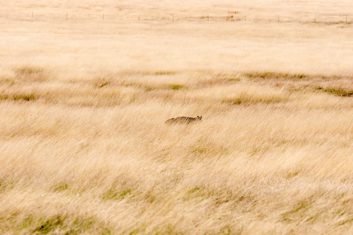 2013 May Fox in the Prarie near South Beach