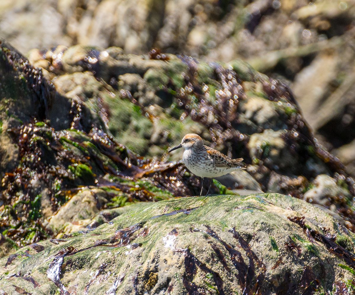 2013 May Sandpiper