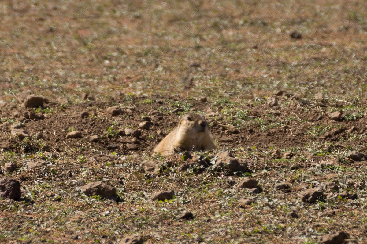 2013 October Prarie Dog 1