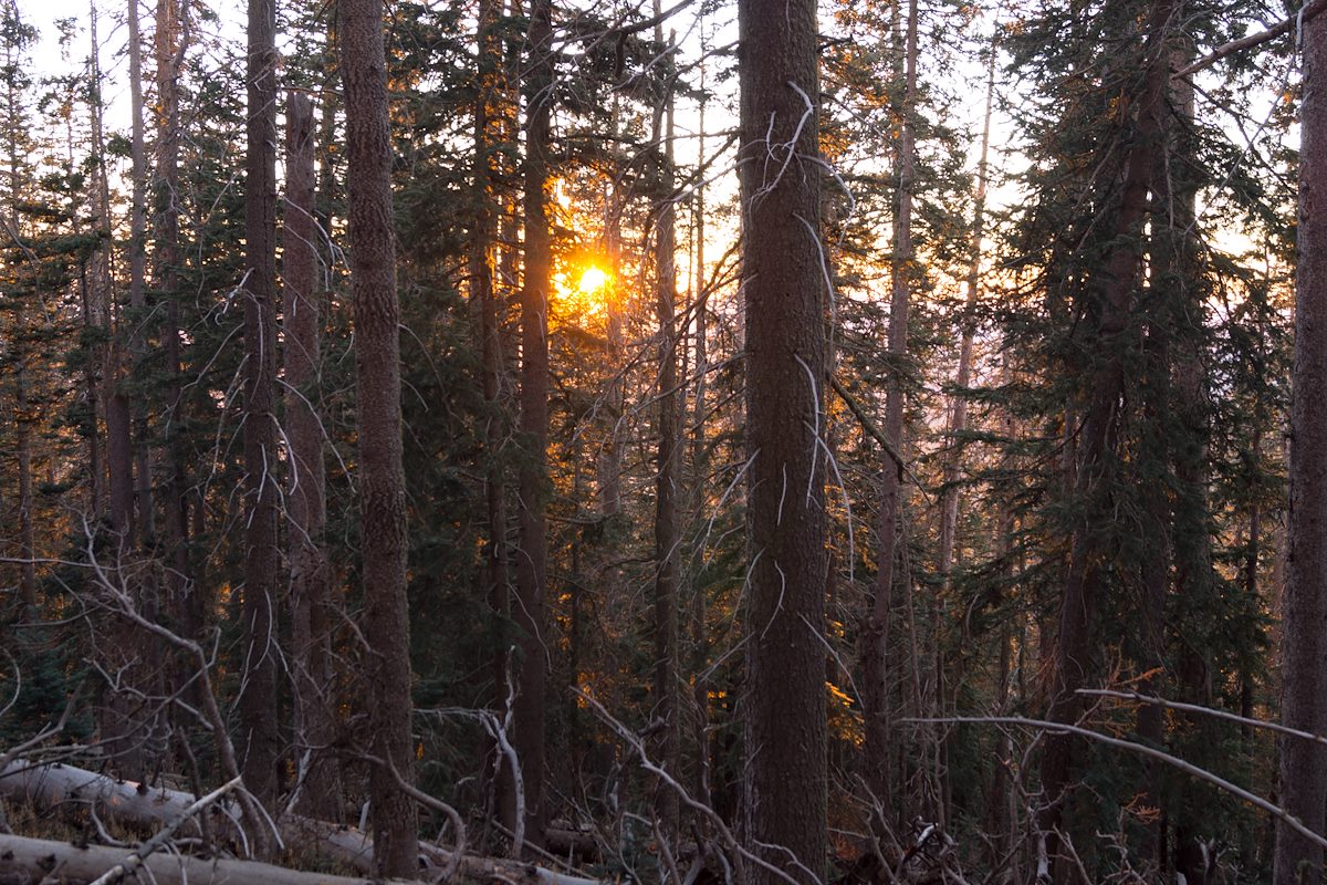 2013 October Sunset Thru the Trees