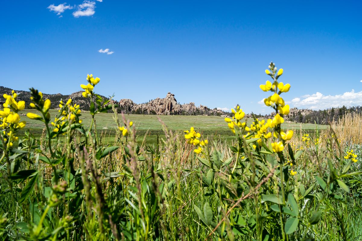 2014 June Flowers and Reynolds Hill