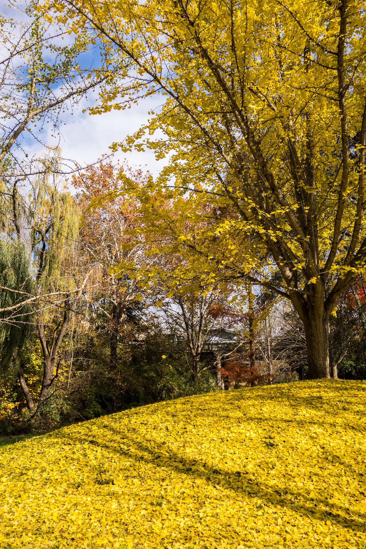 2014 November Enjoying the Colors along Pistol Creek in Maryville Tennessee