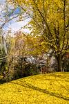 2014 November Enjoying the Colors along Pistol Creek in Maryville Tennessee