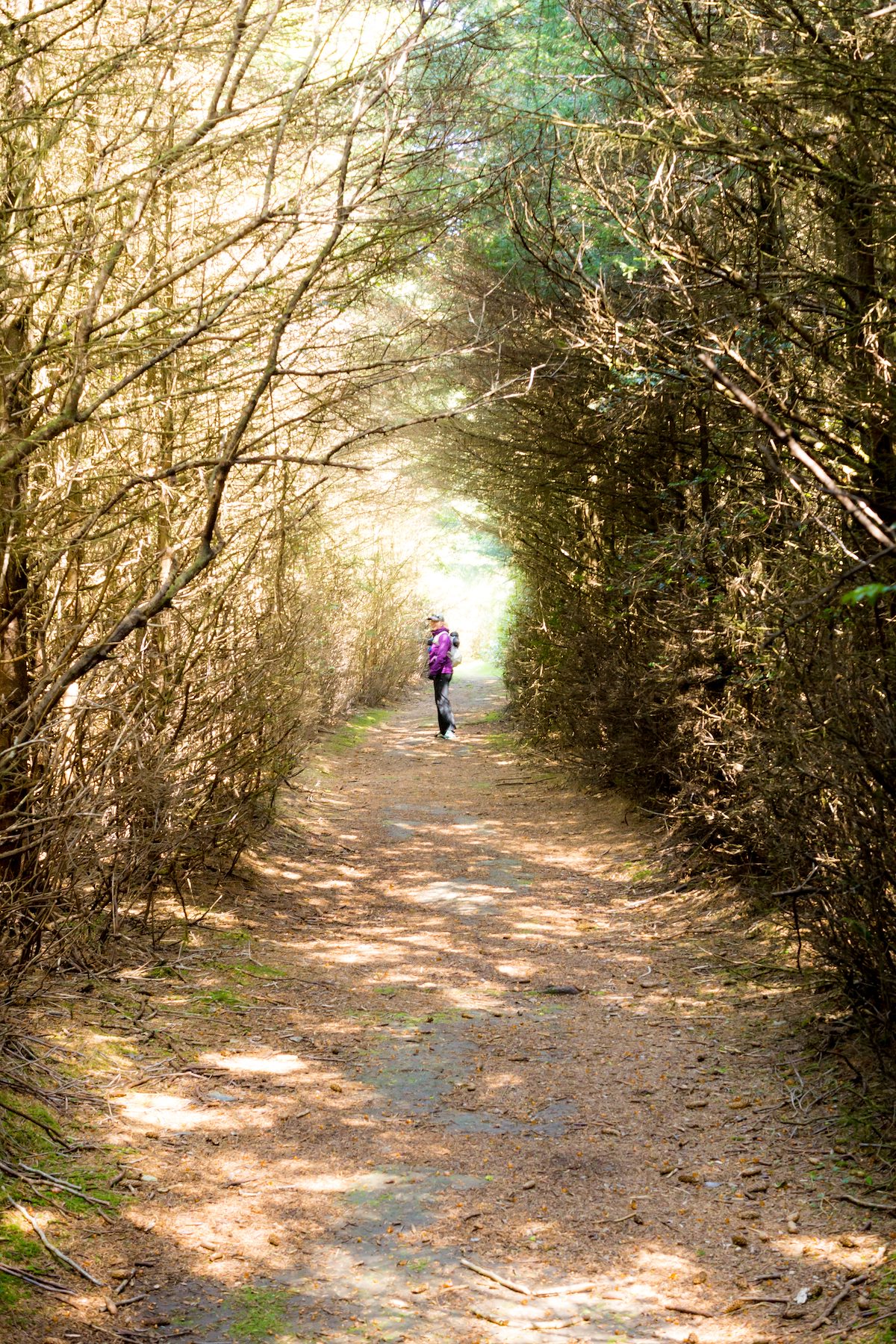 2015 April A Tunnel of Pines