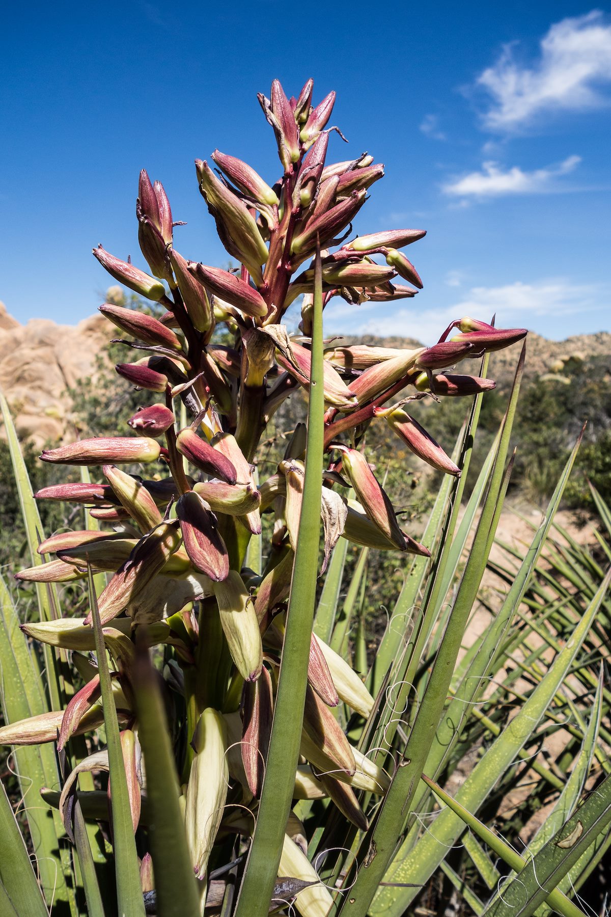 2015 April Agave