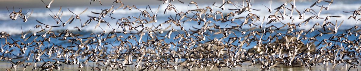 2015 April Cape Sebastain Sandpipers 01