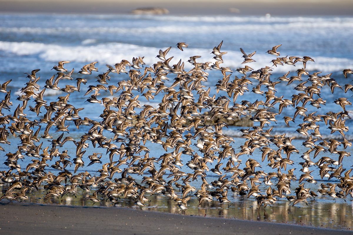 2015 April Cape Sebastain Sandpipers 02