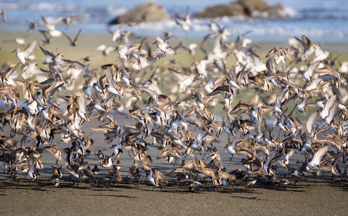 2015 April Cape Sebastain Sandpipers 03