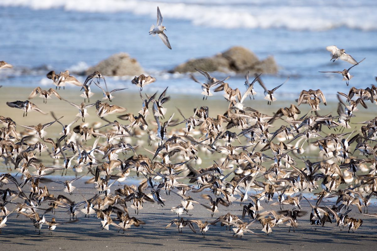 2015 April Cape Sebastain Sandpipers 04