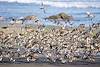 2015 April Cape Sebastain Sandpipers 04