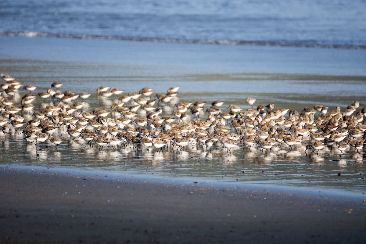 2015 April Cape Sebastain Sandpipers 05