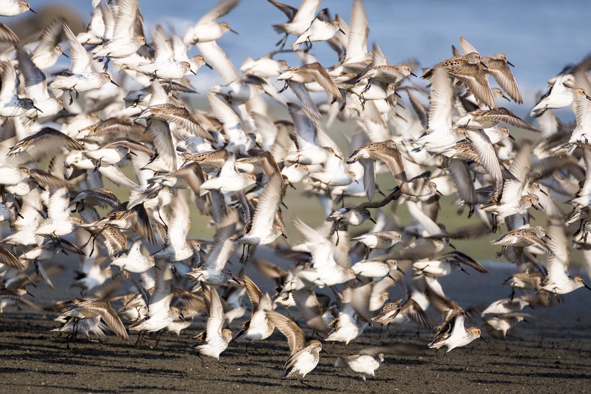 2015 April Cape Sebastain Sandpipers 06