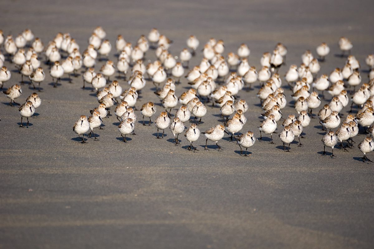 2015 April Cape Sebastain Sandpipers 07