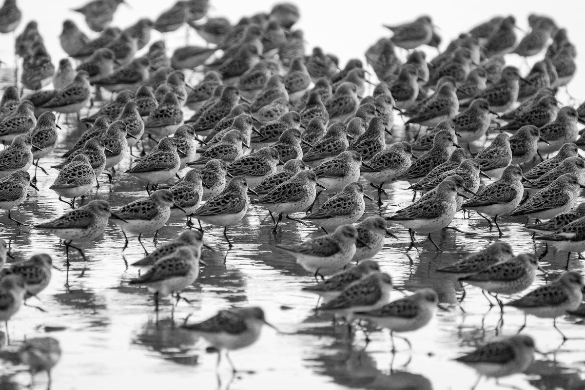 2015 April Cape Sebastain Sandpipers 08