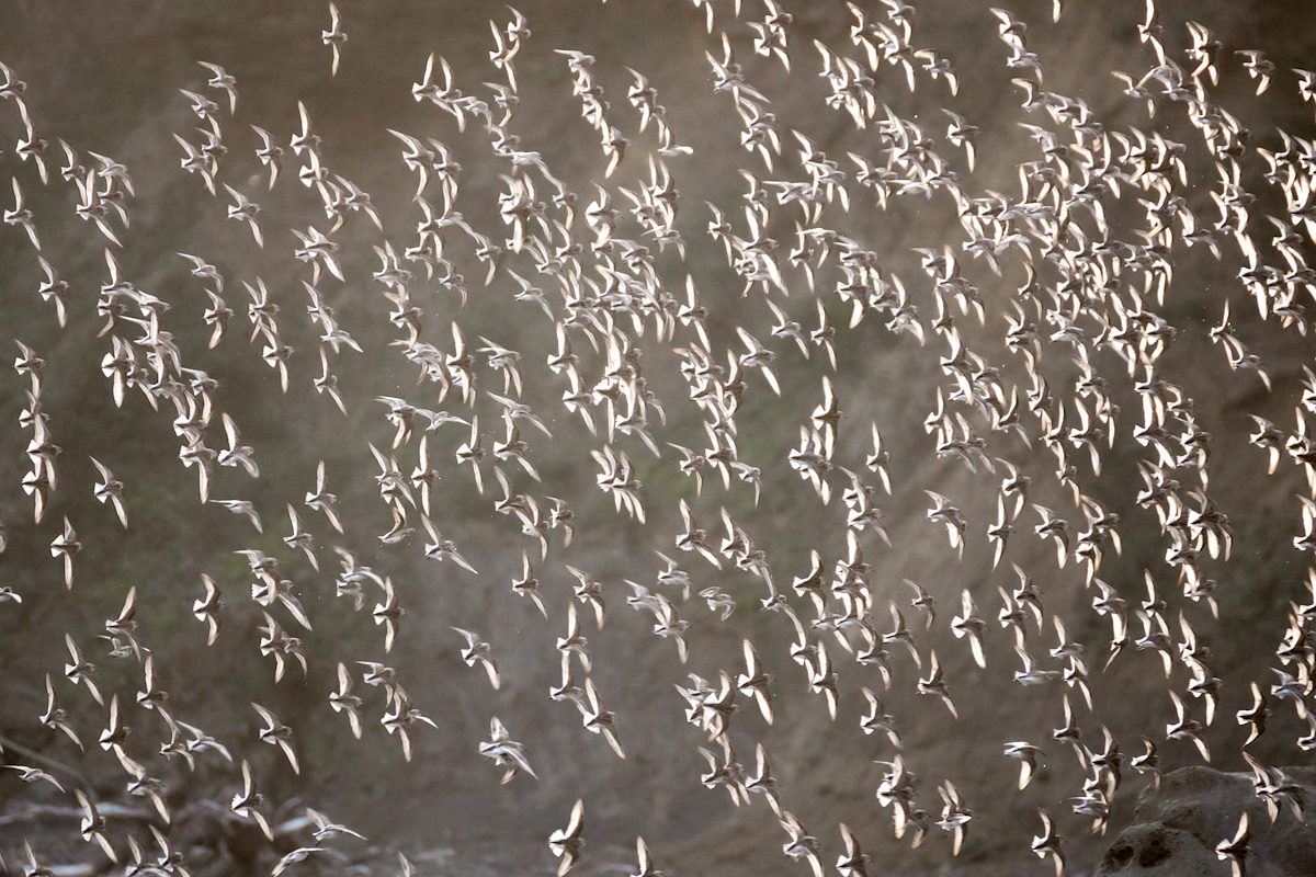 2015 April Cape Sebastain Sandpipers 09