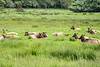 2015 April Dean Creek Elk Viewing Area